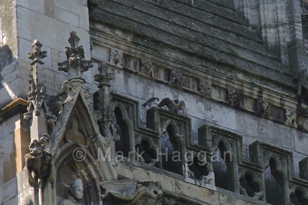 The peregrine falcons at York Minster