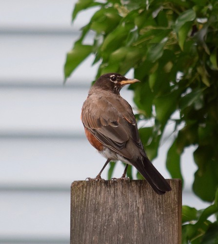 Our neighbor, the American Robin