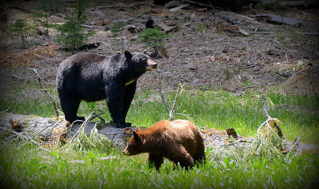Bears in Sequoia NP 2