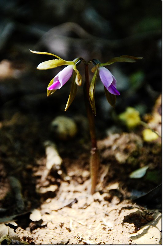 紫花脈葉蘭 (6)