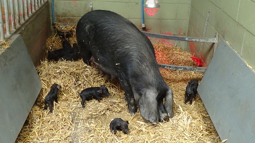 Bill Quay Farm piglets June 15 (1)