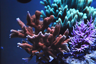 EdoVan's Shallow Nano Reef 150L - Page 4 17753267934_04842c456f_n