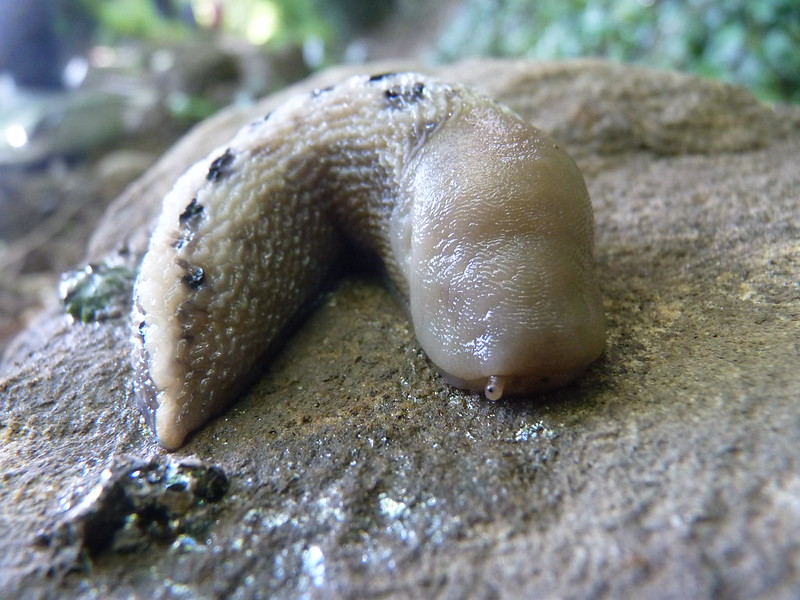 Fylingthorpe Slug