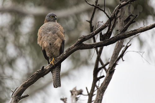 Collared Sparrowhawk 2015-06-05 (_MG_1048)