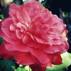 Rosanna Roses. #Flowers