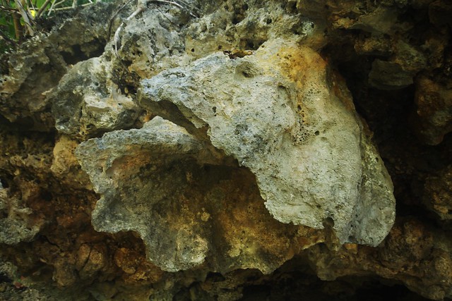 Giant Clam Fossil