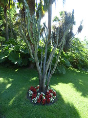 Villa Carlotta - The Botanic Garden - Cactuses
