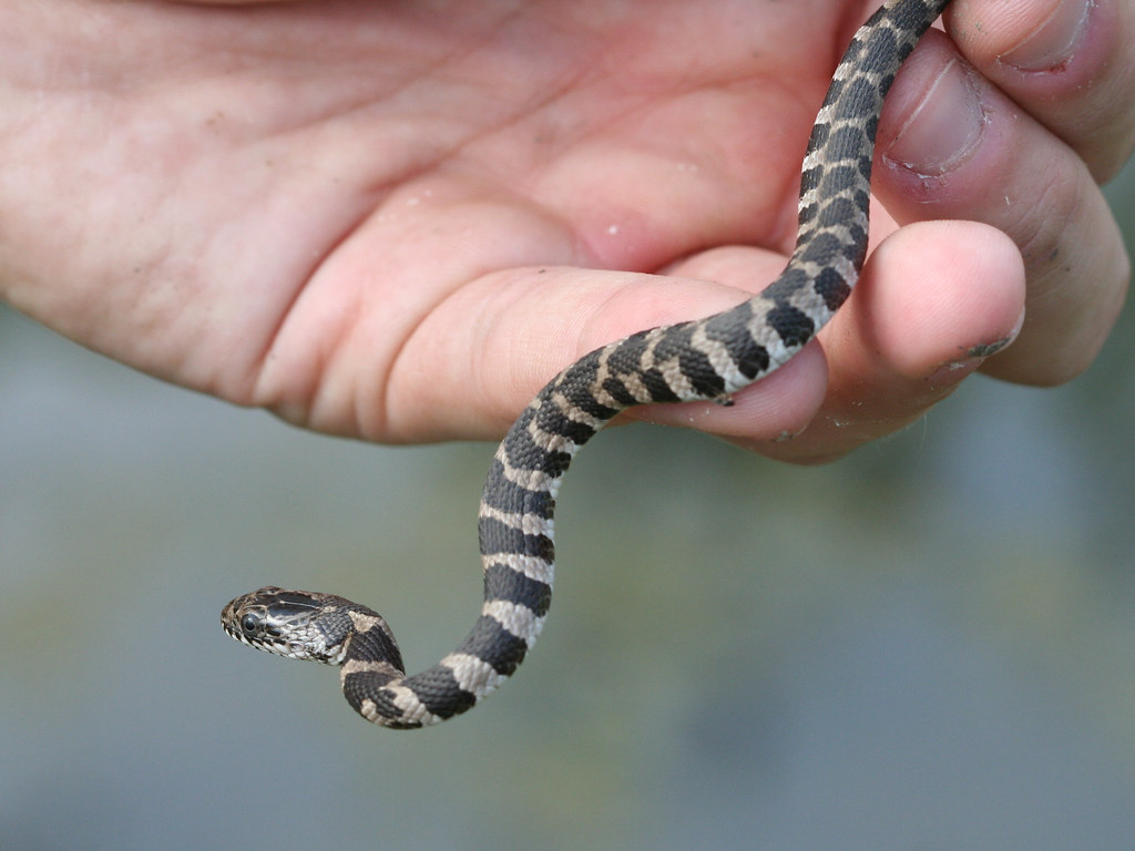 A boldly patterned baby watersnake.