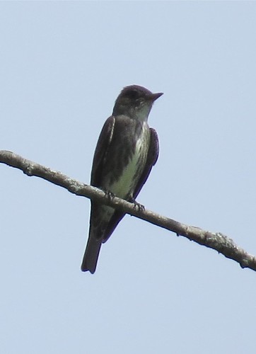 Olive-sided Flycatcher at  Moraine View State Park in McLean County, IL 02