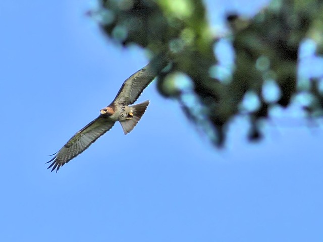 Red-tailed Hawk2 HDR 20150521